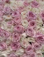 Букет з 101 троянди сортів White O’Hara та Pink O’Hara - Зображення 3